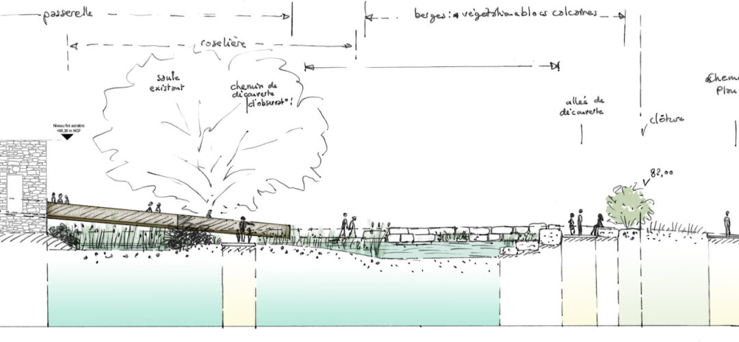 Coupe du projet de jardin depuis la Maison des Espaces Naturels au Lac de Mézières