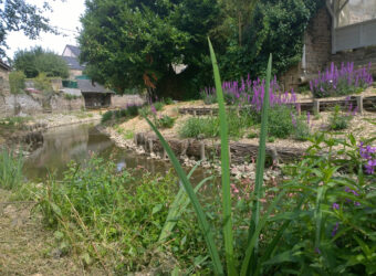 Fascines et hélophytes